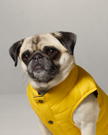 Ralph lauren dog jacket cheap